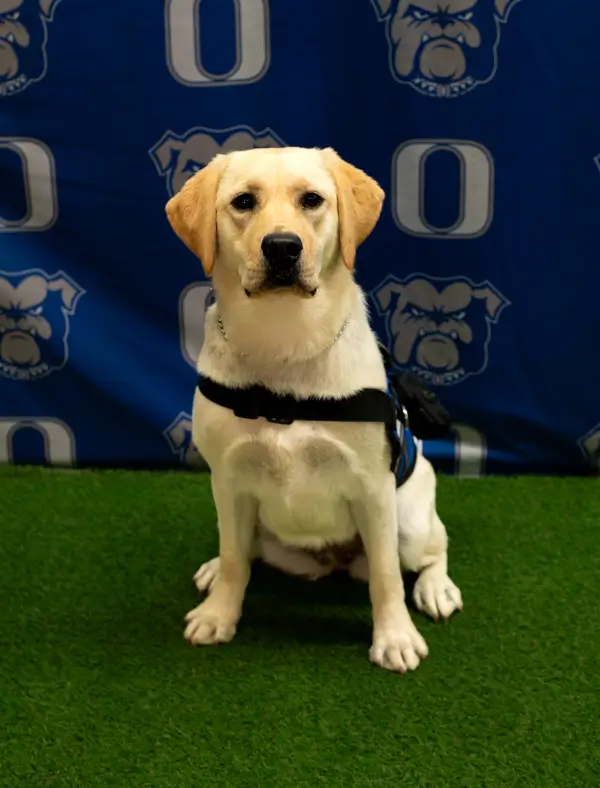 Fava: Therapy Dog