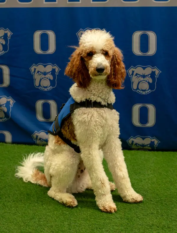 Haggan: Therapy Dog