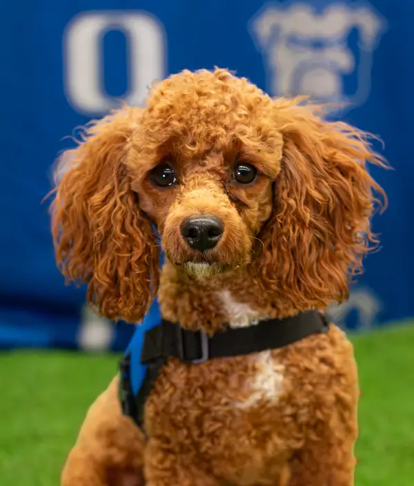 Miche: Therapy Dog