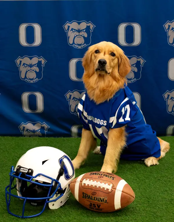 Wrangler: Therapy Dog